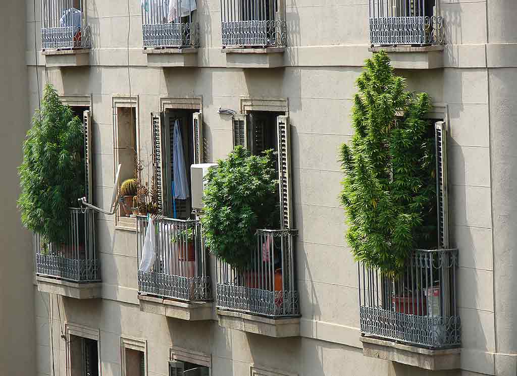 Permisibilidad para el cultivo de cannabis en en balcones en barcelona