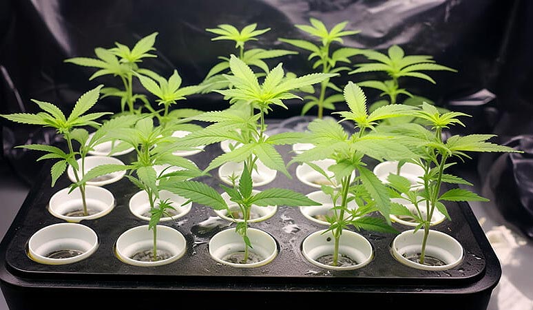 Herramientas y equipo para el cultivo de cannabis