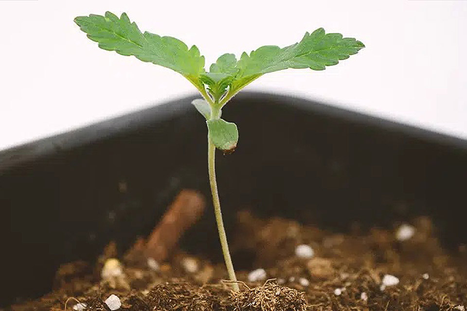 Herramientas y equipo para el cultivo de cannabis