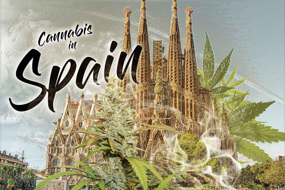 España paraiso del cannabis